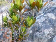 Image result for Hydrostachys polymorpha