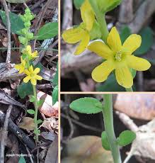 Image result for Alectra sessiliflora