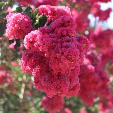 Image result for Lagerstroemia
