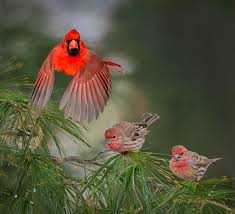 Red Bird With No Feathers On Head Winter Color Beautiful Birds Pet Birds Cardinal Birds