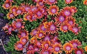 Image result for Delosperma spp.