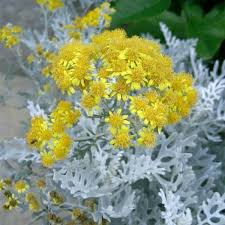 Image result for Cineraria