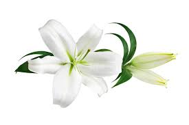 White lily in the field. 2 561 White Lillies Photos Free Royalty Free Stock Photos From Dreamstime