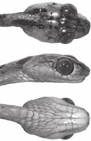 Image result for Imantodes chocoensis