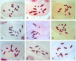 Image result for Dipcadi longifolium