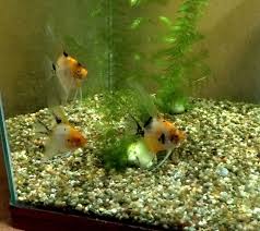 Black And White Koi Angelfish Pin On Angelfish Cichlids