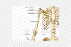 The radius and ulna are the two. Human Skeleton Human Body Thorax Anatomy Upper Limb Arm Hand People Png Pngegg