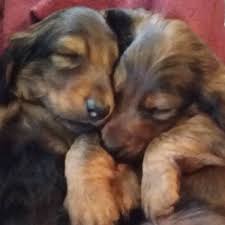 Thirdtyme rescue yorkie puppies columbus ohio Connecticut Dachshund Rescue And Pet Services Home Facebook