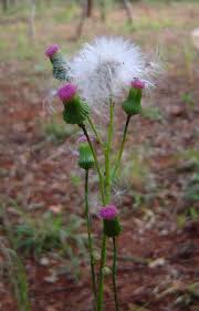 Image result for Crassocephalum