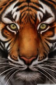 Tiger Wallpaper For Iphone Tiger Wallpaper Tiger Wallpaper Iphone Tiger Face