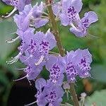 Image result for Plectranthus fruticosus