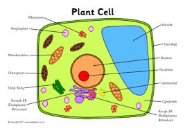 Cells are highly specialized to carry out specific tasks. Draw Plant And Animal Cell And Label Its Parts Shefalitayal