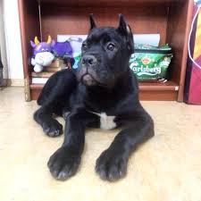 Cane Corso Satilik Safkan Cane Corso Yavru Istanbul 905073338262 Cane Corso Cane Corso Puppies Cane Corso Mastiff