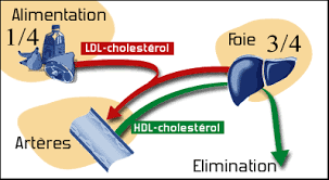 Maybe you would like to learn more about one of these? Comment Distinguer Bon Et Mauvais Cholesterol Doctissimo