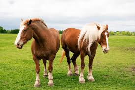 Места wabash, indiana сельскохозяйственная служба belgian draft horse corporation of america. Belgian Draft Horse Vs Clydesdale See The Difference