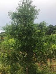 Image result for Afrocarpus usambarensis
