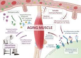 But it may also speed up as early as 65 or as late as 80. Skeletal Muscle As Potential Central Link Between Sarcopenia And Immune Senescence Ebiomedicine