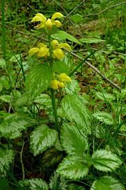 Image result for Lamium galeobdolon