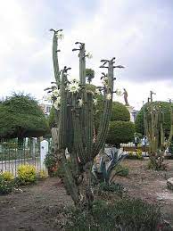 You can buy fake ones from designer abigail ahern or real ones from aldi, while if you want to buy this kind of cactus, you can look for clues that a plant has been allowed to age naturally. Entheogen Wikiwand