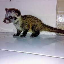 We did not find results for: 61 Gambar Hewan Musang Terbaru Gambar Hewan