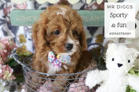 Puppies for sale from dog breeders near asheville, north carolina. Cavachon And Cavapoo Puppies For Sale By Foxglove Farm Cavachon Cavapoo