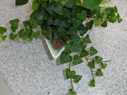 すべての美しい花の画像 ラブリー観葉 植物 ハート