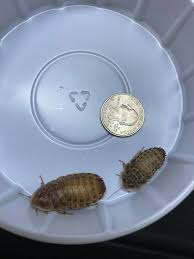 Amazon.Com : Exo-Morphs 100 Large Dubia Roaches (3/4-1 1/2 Inches Length)  Reptile Food Live Arrival - Hot/Cold Pack Included If Needed : Pet Supplies