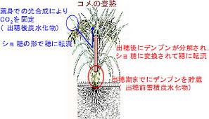 研究内容 名城大学農学部 生物資源学科 作物学研究室