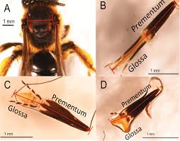 Image result for Isoglossa perdita