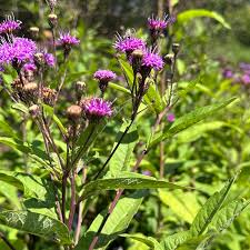 Image result for Vernonia