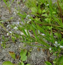 Image result for Carpolobia goetzei