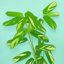 Image result for Ctenanthe marantifolia