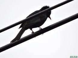 20140622 龐克頭 紅唇族之 紅嘴黑鵯 桃園龍潭 風之足跡 痞客邦 bulbul animals bird