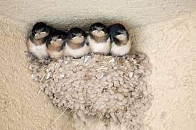 Barn Swallow Images Google Images Barn Swallow Pet Birds Beautiful Birds