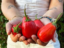 Image result for Solanum aethiopicum