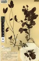 Image result for Dalbergia boehmii