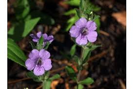 Image result for Dyschoriste albiflora