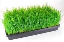 Image result for what is Hydroponic Trays