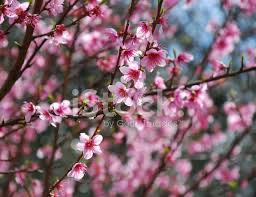 Favoring full sun, it is hardy in usda zones 4 through 9 and grows to 20 to 30 feet high and 25. Fruit Tree With Pink Blossom Stock Photos Freeimages Com
