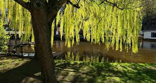 Image result for venturia saliciperda willow tree