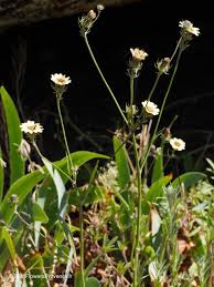 Image result for Tolpis capensis