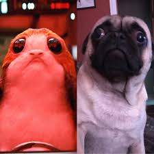 I Saw A Familiar Looking Face In Star Wars The Last Jedi Http Ift Tt 2ok0jbg Cute Pugs Dog Friends Pug Love