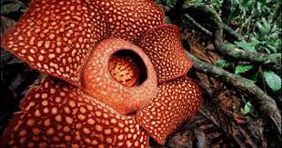 Corpse Flower Endangered Plants Corpse Flower Large Flowers