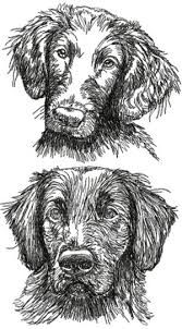 Advanced Embroidery Designs Flat Coated Retriever