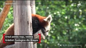 Gradina zoologica bucuresti seebucharest ro. Gradina Zoologica Citeste Toate Articolele Despre Gradina Zoologica Pagina 1 Din 9 Antena 1
