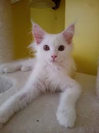 We actively show in cfa and tica and. Maine Coon Cats For Sale Milwaukee Wi 296339 Petzlover