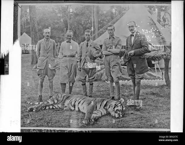 Prince wales hunting tiger in hi-res stock photography and images - Alamy