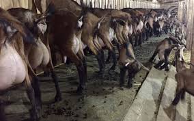 Check spelling or type a new query. Video Afacerea Unui Roman Intors DupÄƒ 18 Ani PetrecuÅ£i In FranÅ£a Si A Deschis O FermÄƒ De Capre Franceze De RasÄƒ Fiecare Exemplar Vandut Are Pedigree