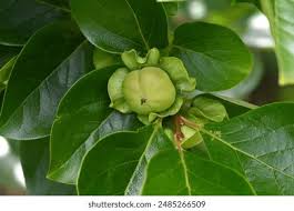 Image result for Ebenaceae