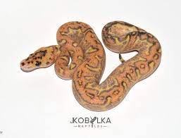 Spotnose Highway Clown Beautiful Snakes Reptiles Ball Python